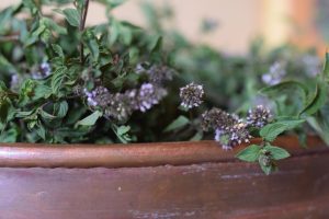 distillation de menthe povirée dans notre alambic en cuivre