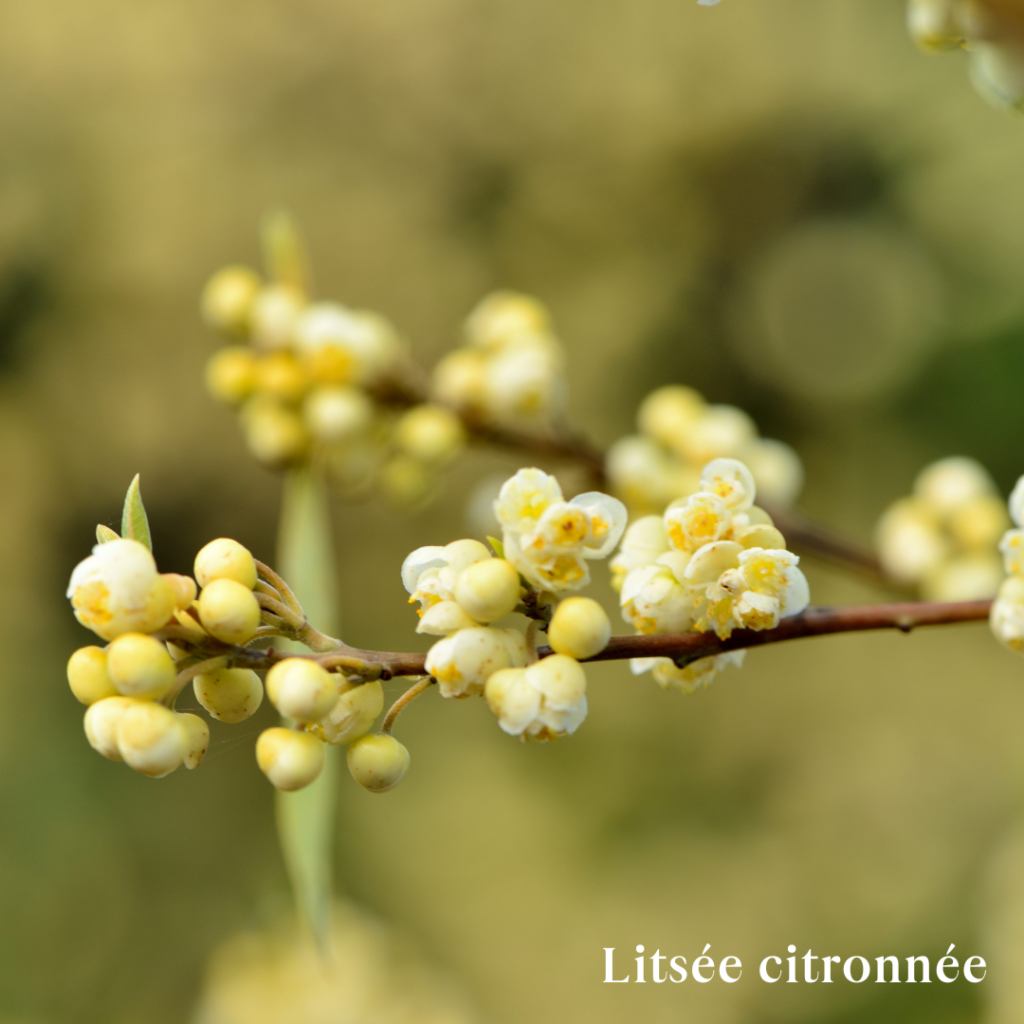 litsee citronnee