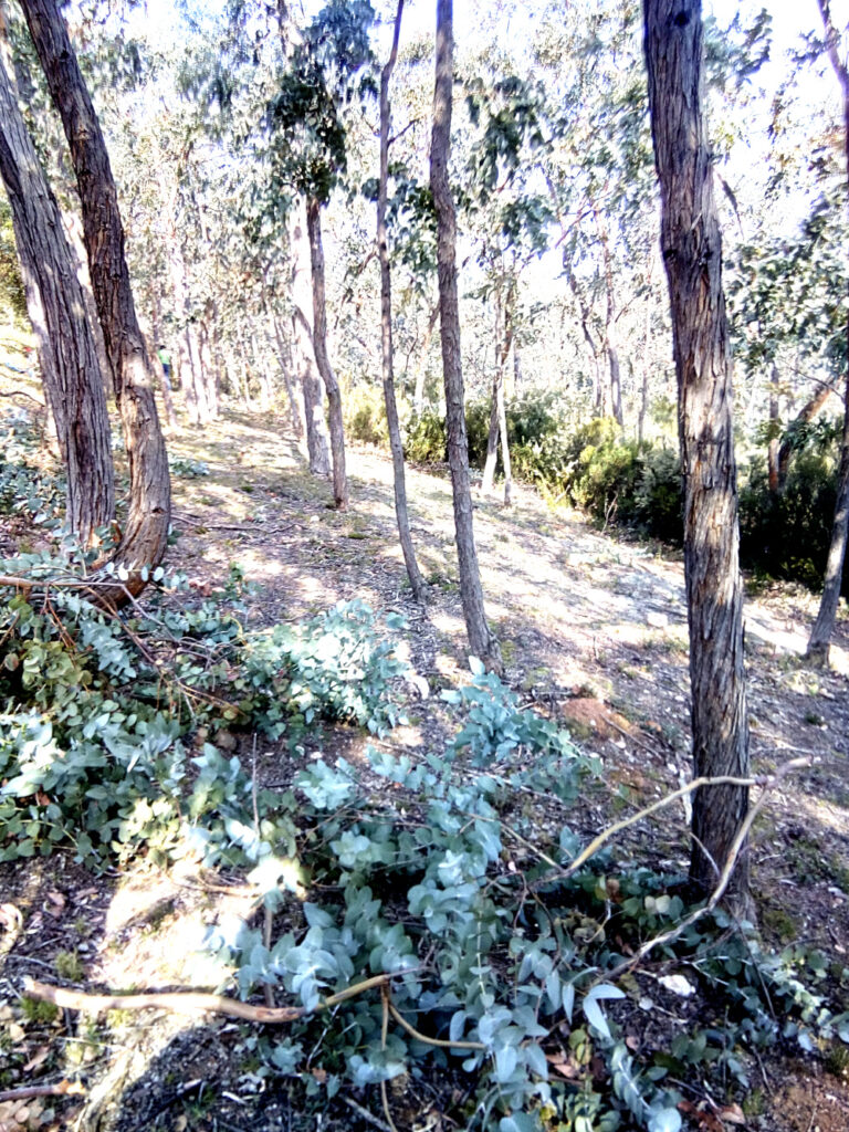 Cueillette eucalyptus Radié Floraluna