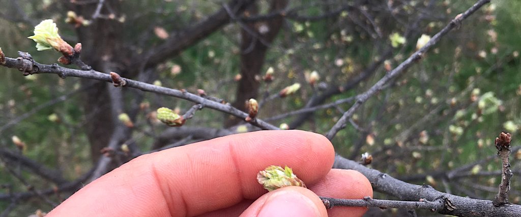 bourgeons de chêne, gemmothérapie