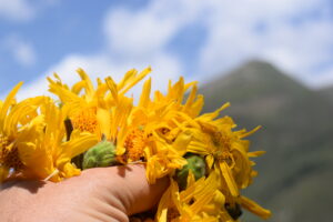 arnica floraluna cueillette sauvage