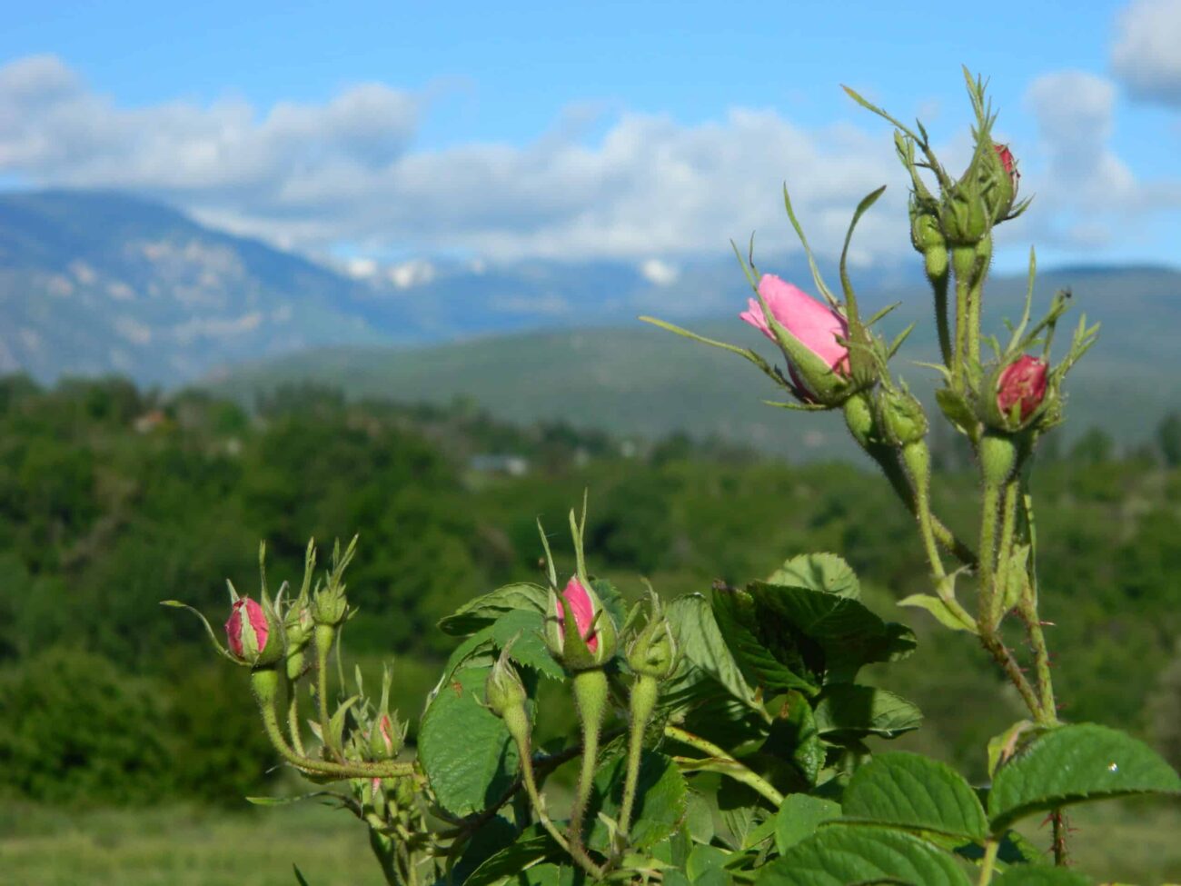 Au cœur des Roses – Image 5