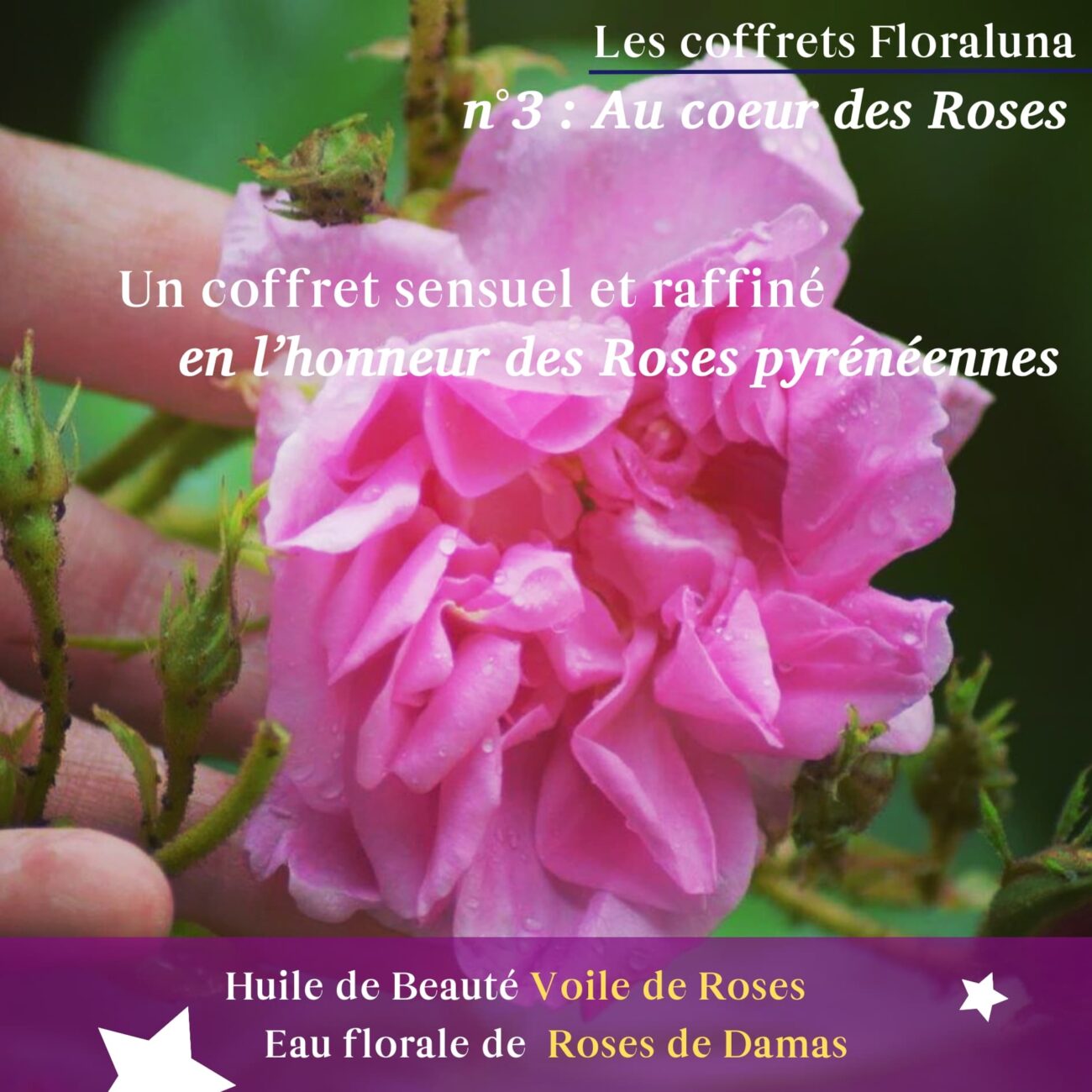 Au cœur des Roses – Image 9