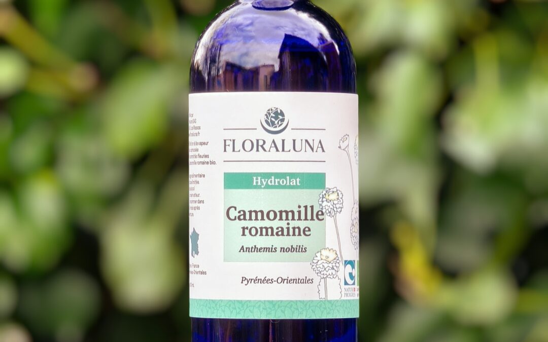 Camomille romaine