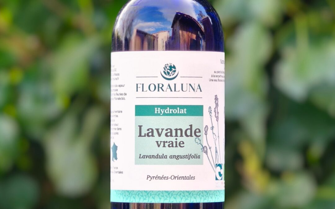 Lavande officinale