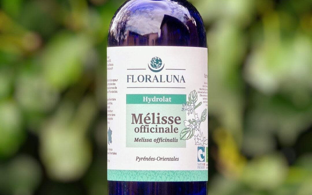 Mélisse officinale