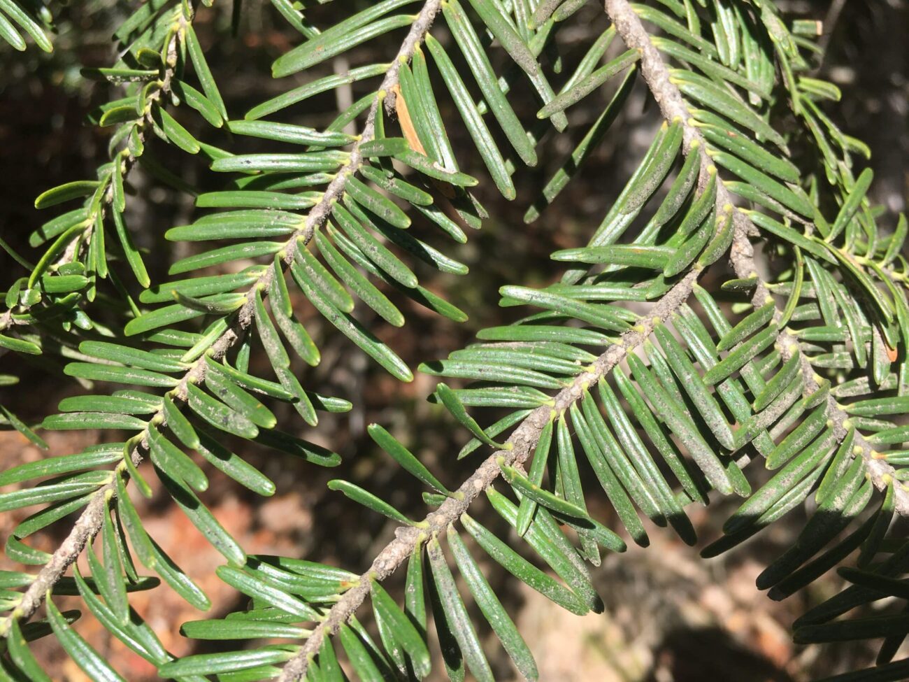 Sapin blanc – Image 6