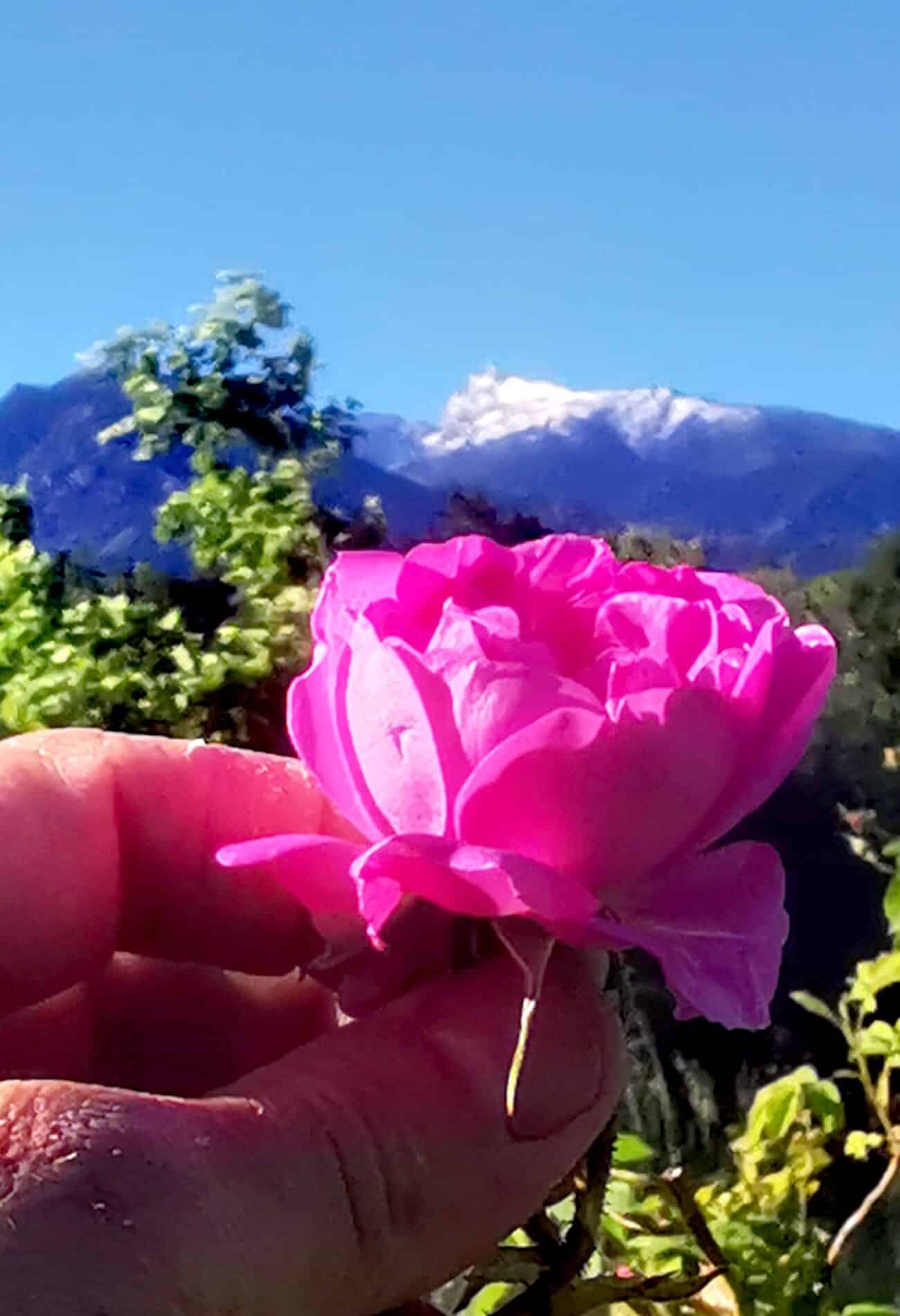 Voile de Roses – Image 7