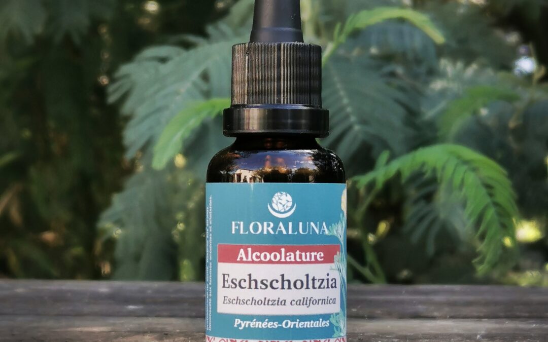 Eschscholtzia