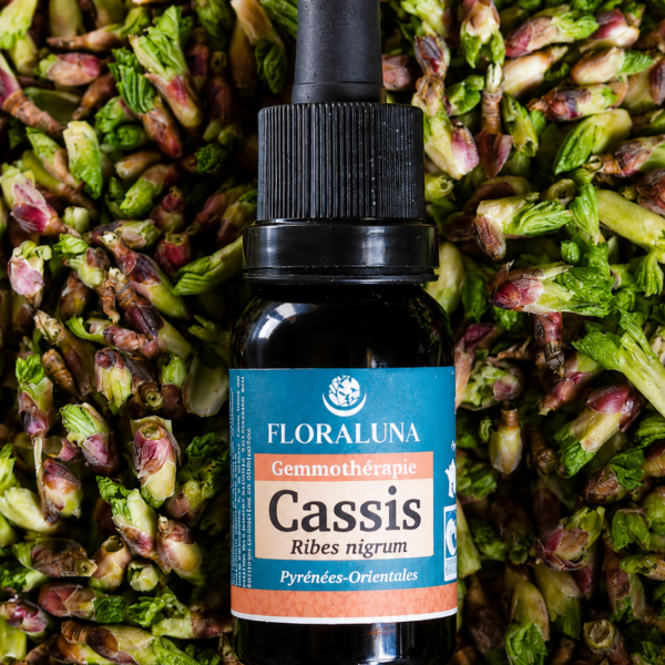 Flacon de macérat de bourgeons de cassis Floraluna – gemmothérapie certifiée AB, Pyrénées-Orientales