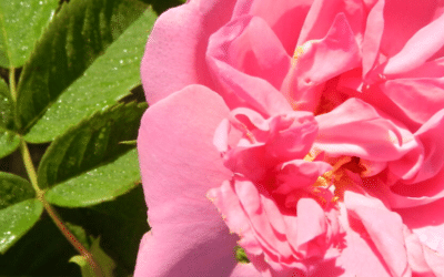 Pour la maison au quotidien : les eaux florales, 8 exemples d’utilisation