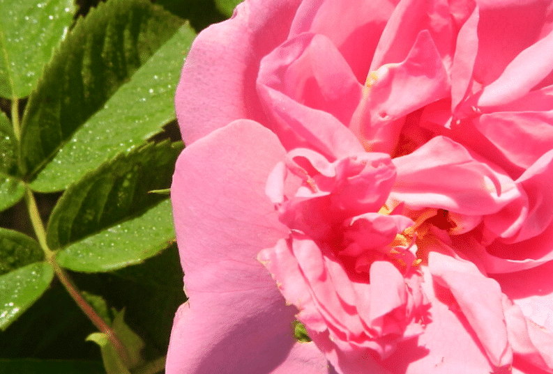 Pour la maison au quotidien : les eaux florales, 8 exemples d’utilisation