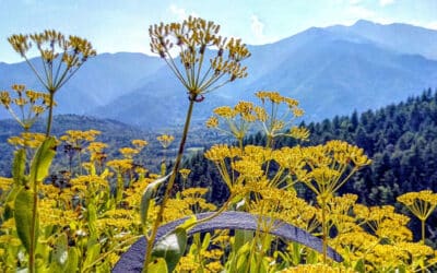 Blog 6 Le buplèvre ligneux, portrait d’une plante de maquis