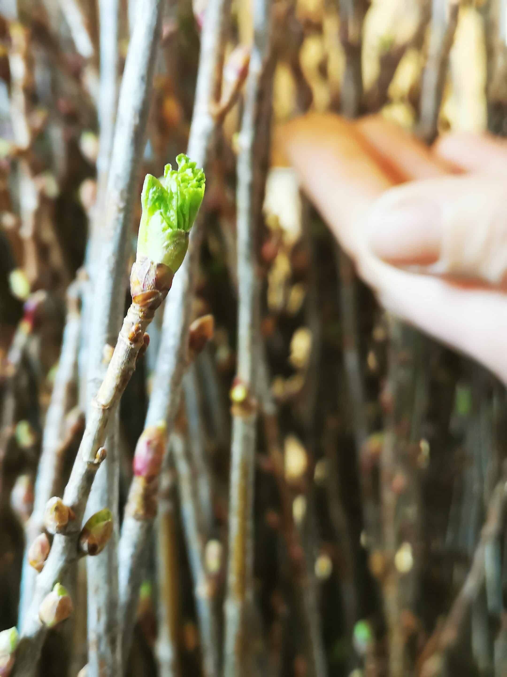 Bourgeons de cassis