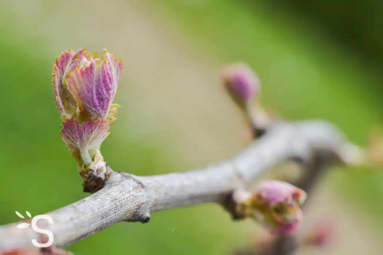 Bourgeon de vigne