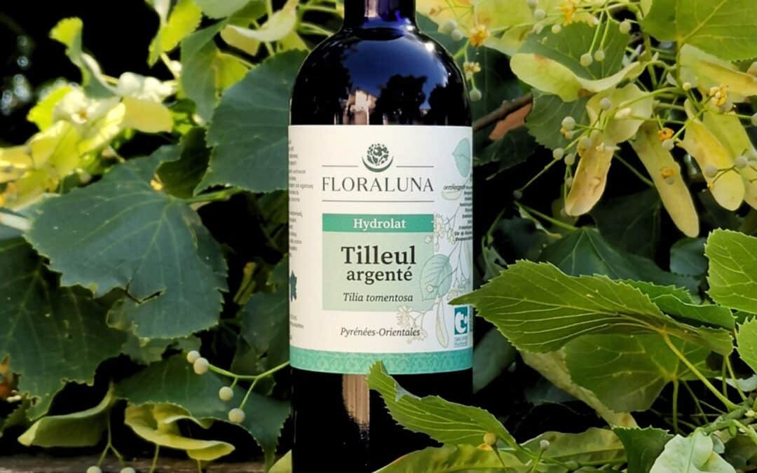 Tilleul argenté