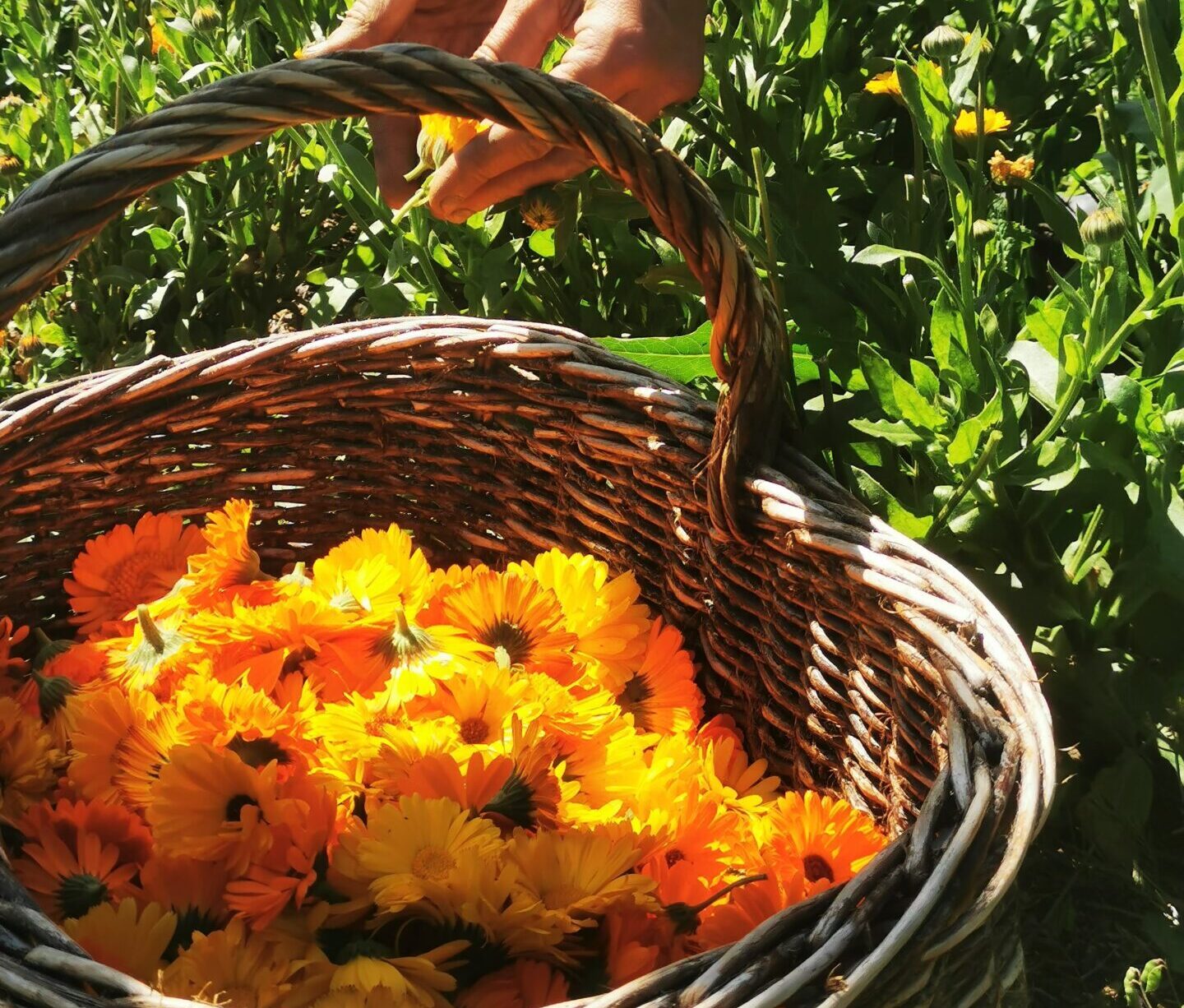 Formation alcoolature et macerats huileux Floraluna