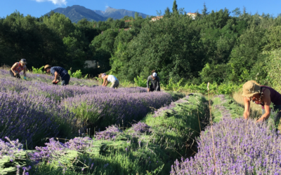 Blog 2 Notre mission : soigner les humains en soignant la nature