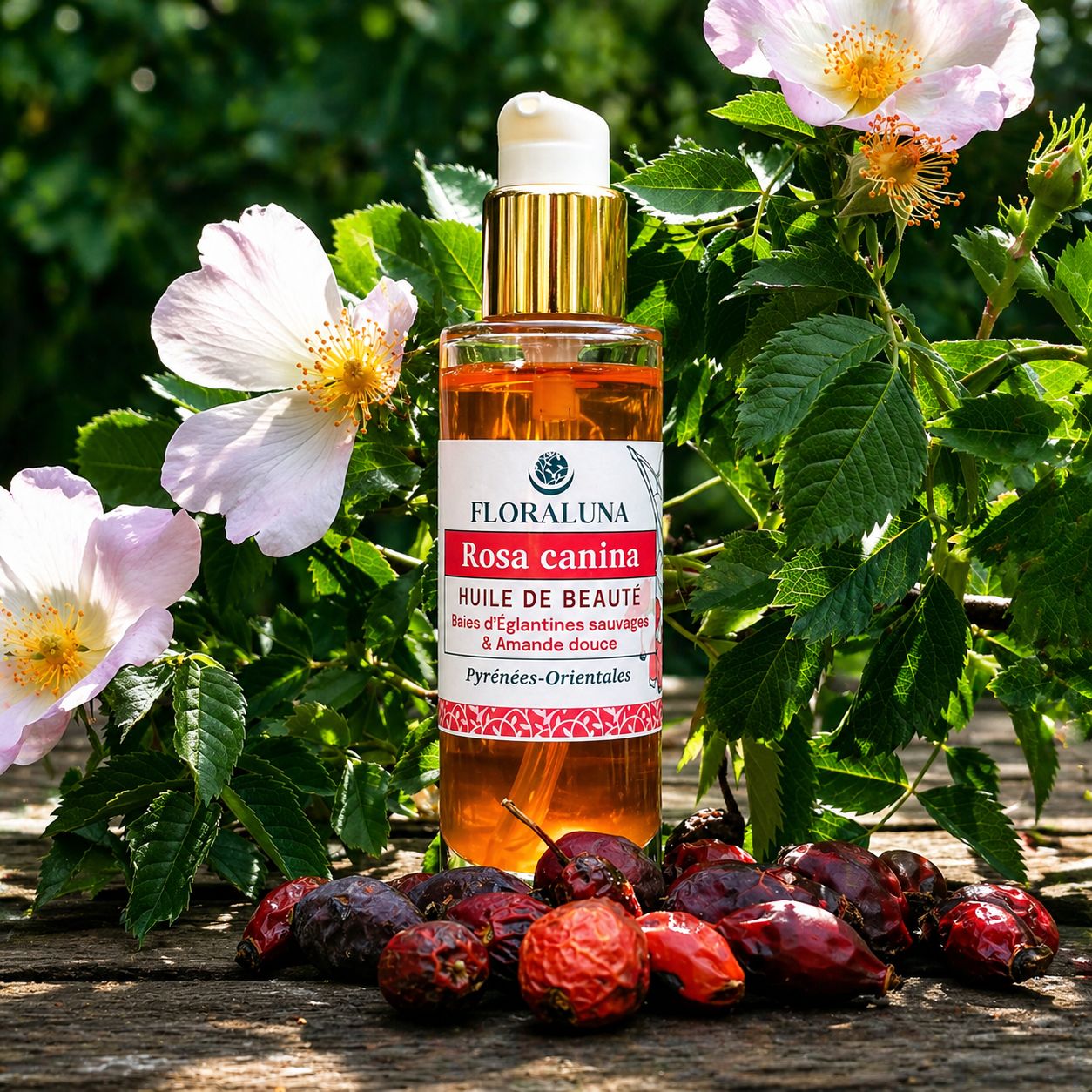 rosa canina