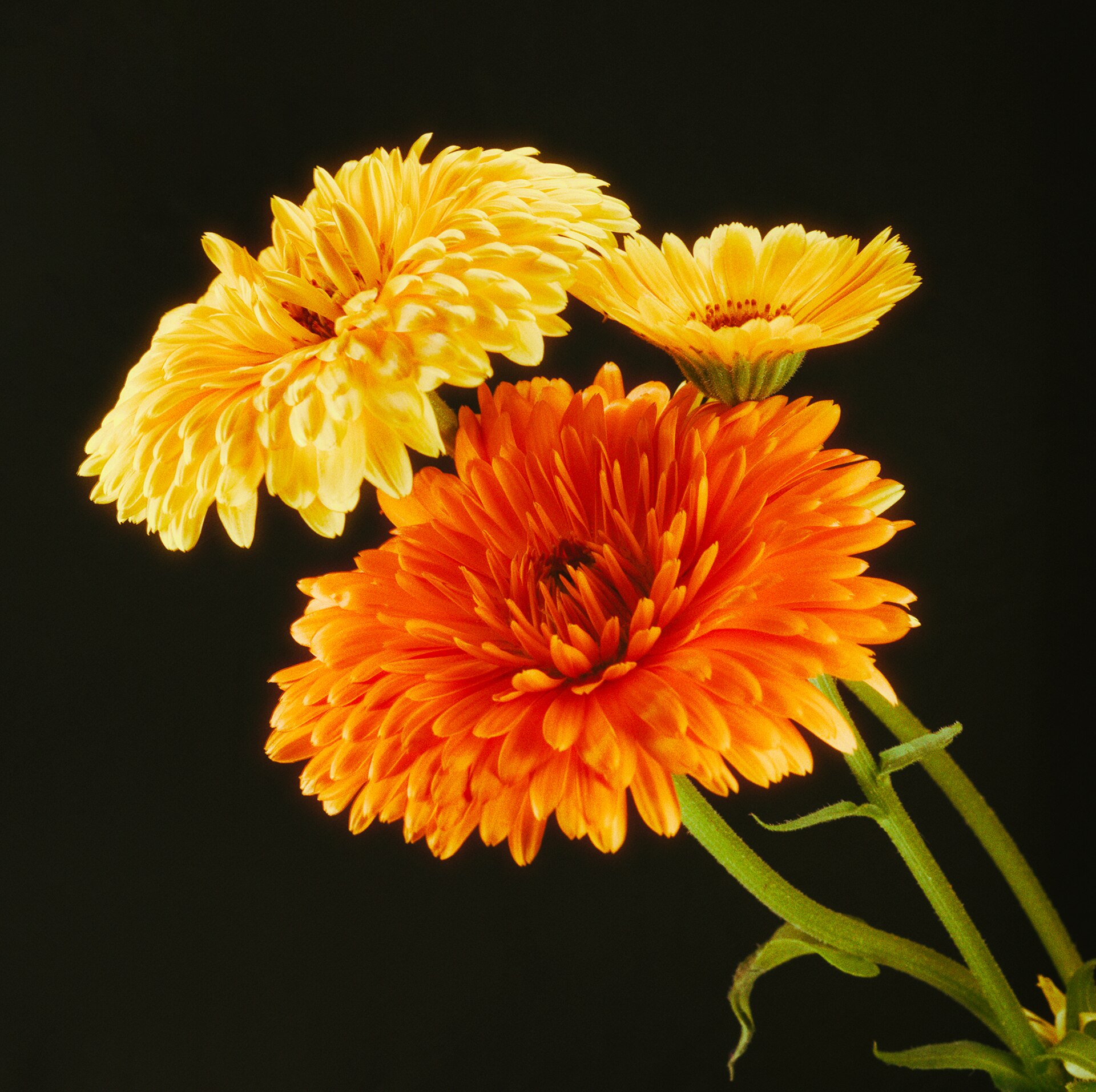 Calendula 1 Calendula (Calendula officinalis)