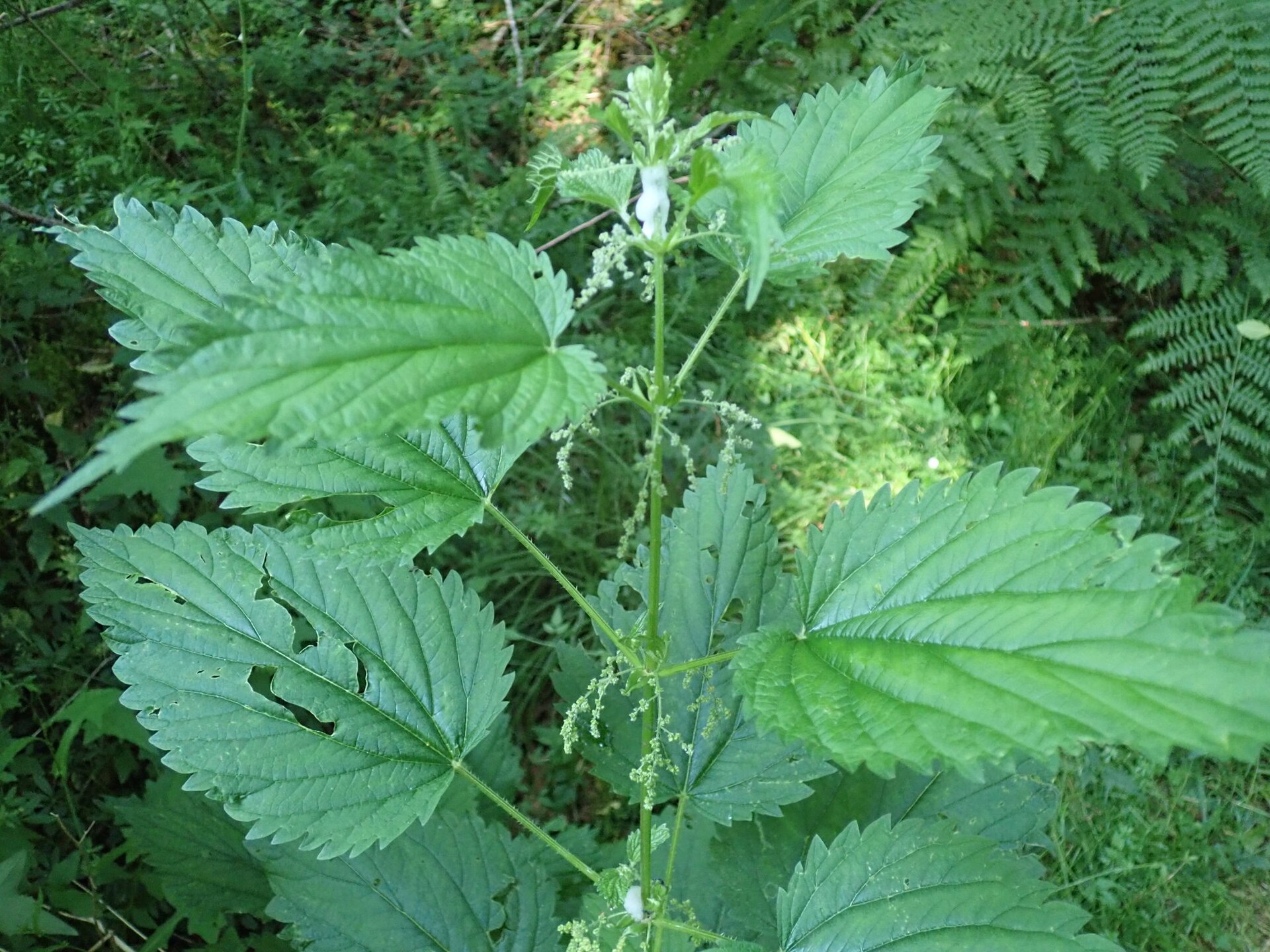 Ortie feuille 1 Ortie (Urtica dioica)