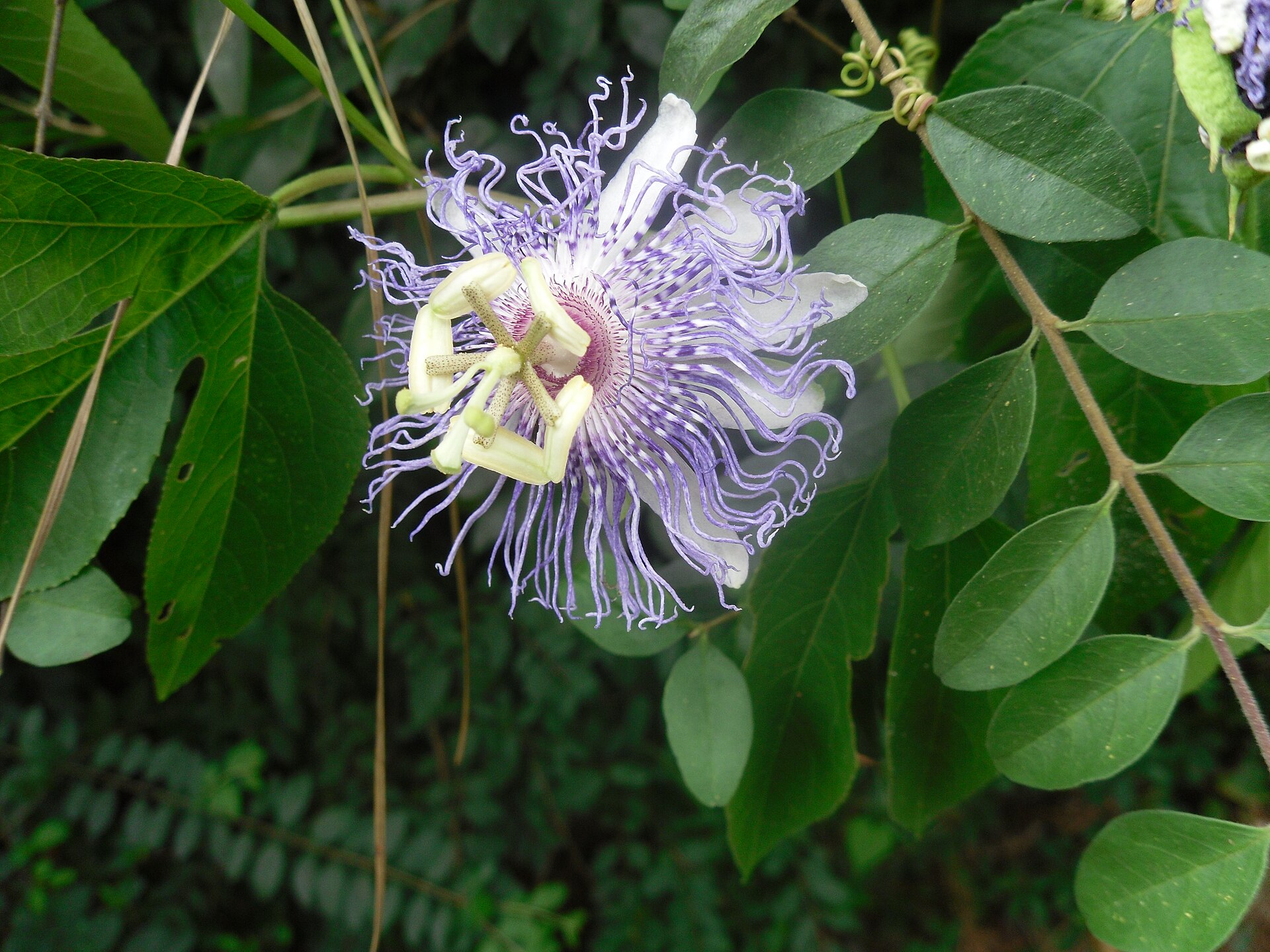Passiflore 1 Passiflore (Passiflora incarnata)