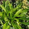 Plantain